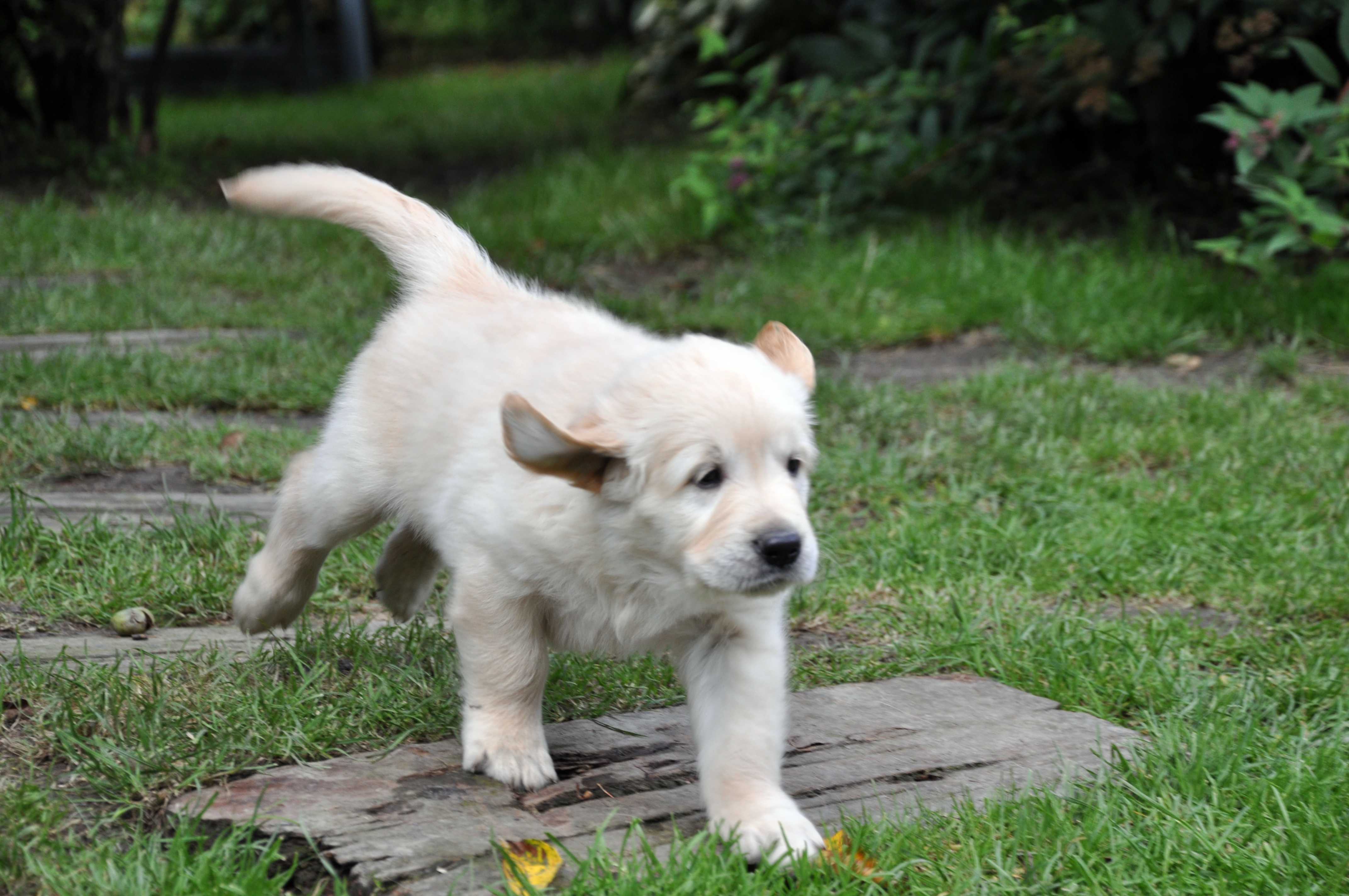 zluty DSC_0533