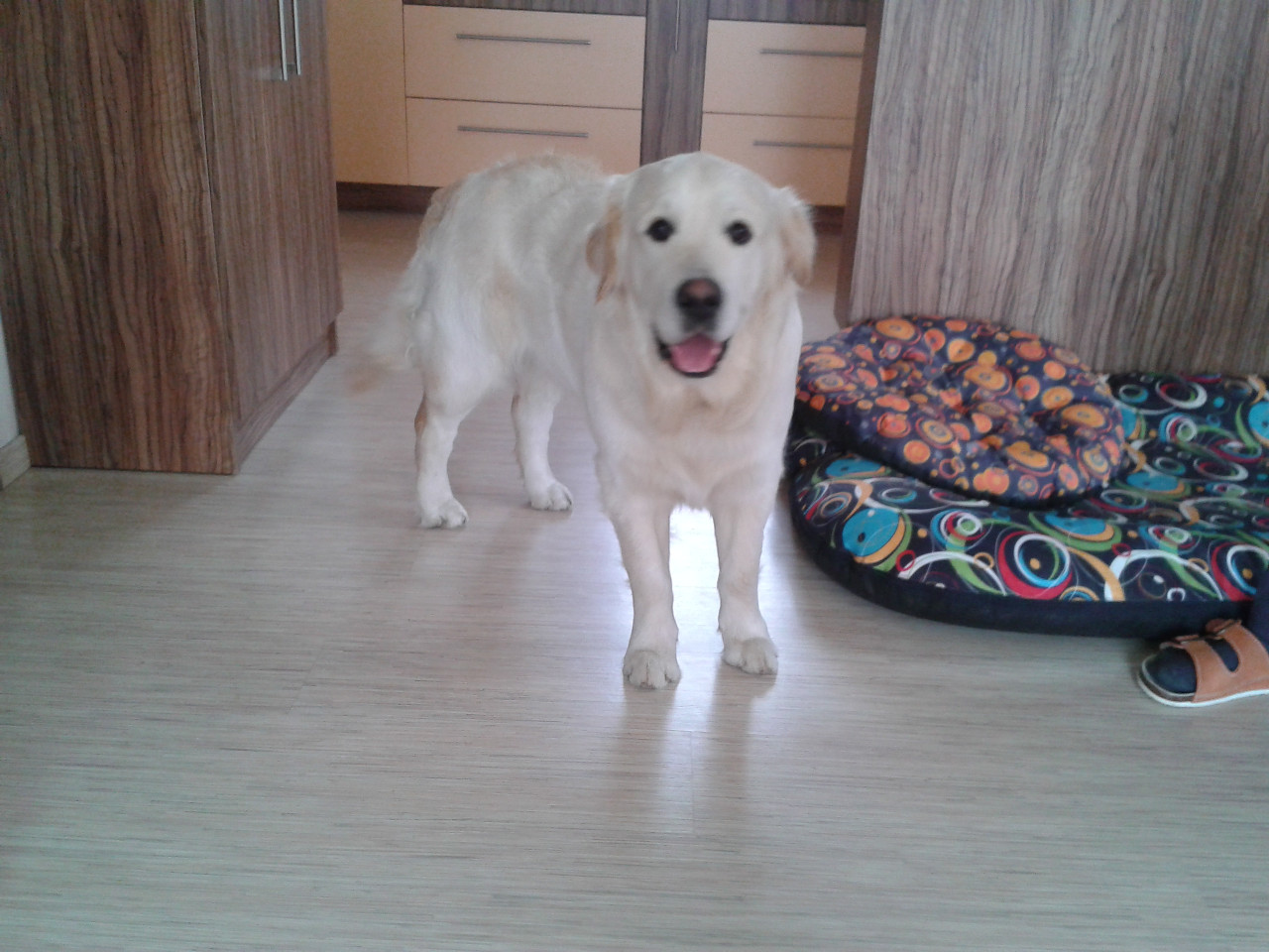 Cesar016