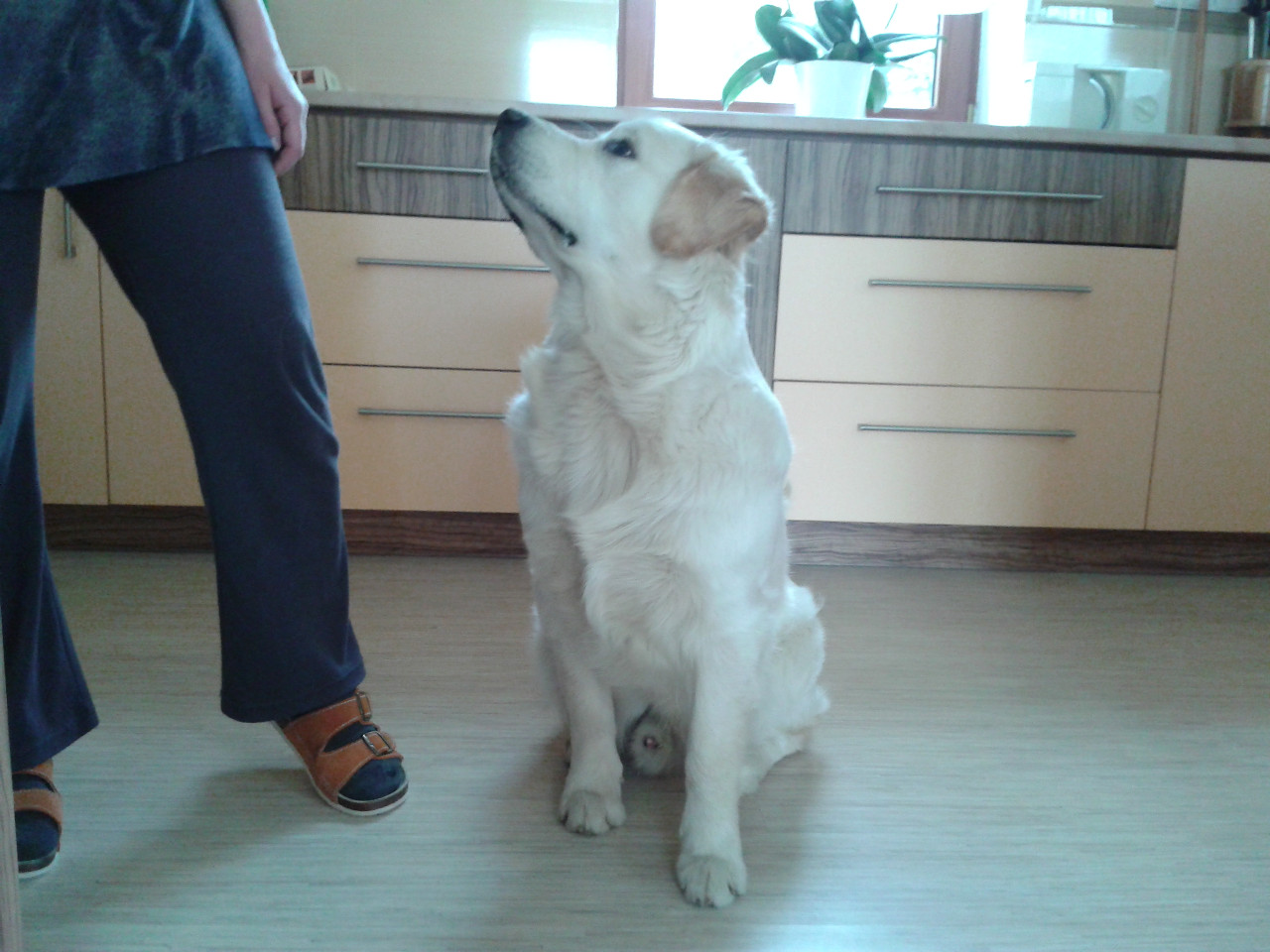 Cesar027