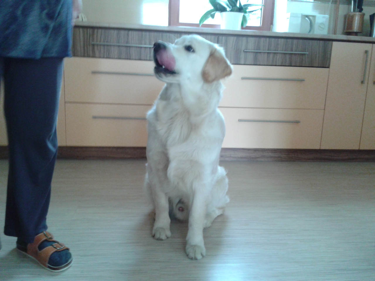 Cesar029