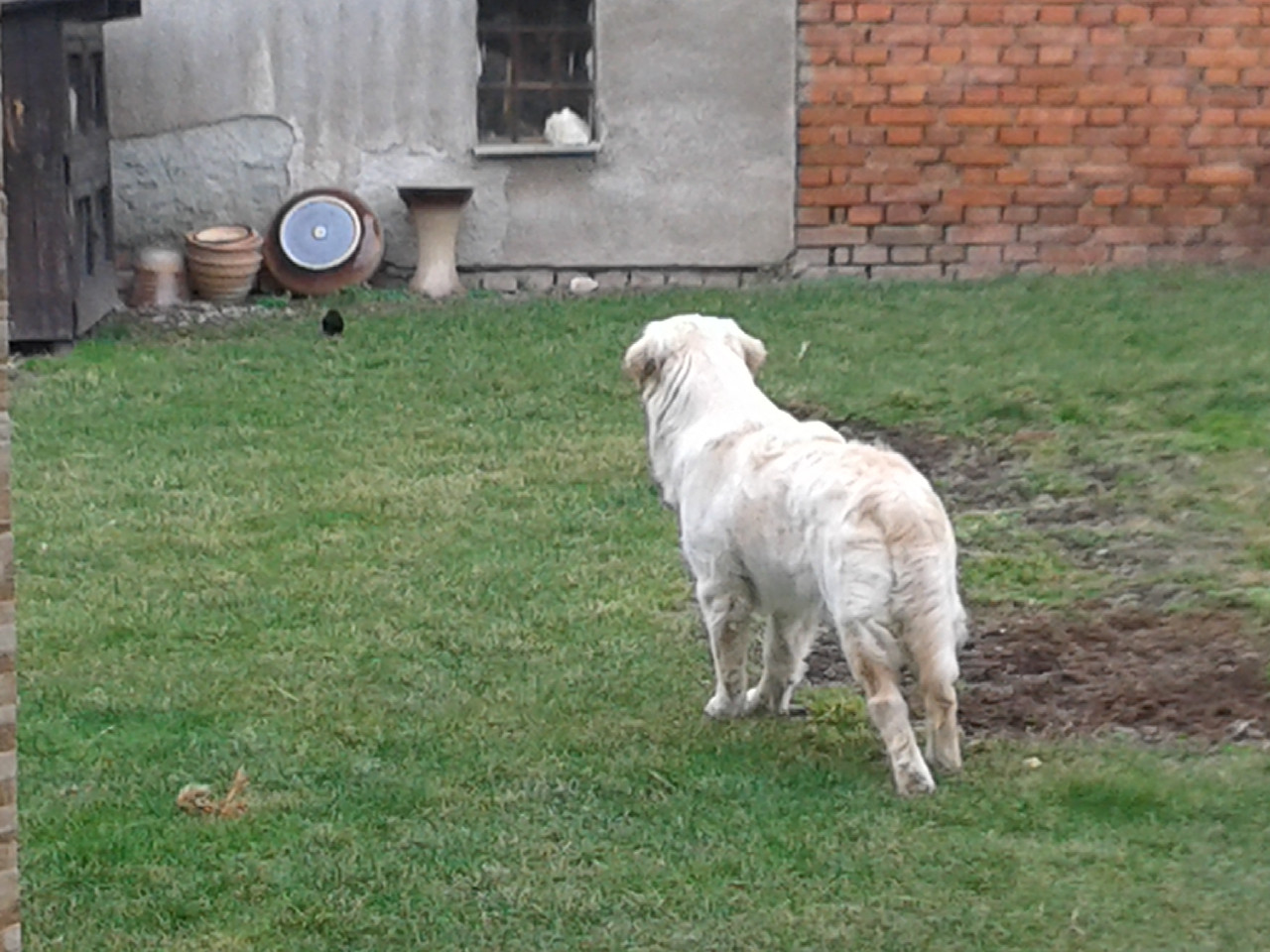 Cesar046